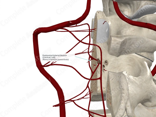 Postcentral Arterial Branch (Cervical; Left)