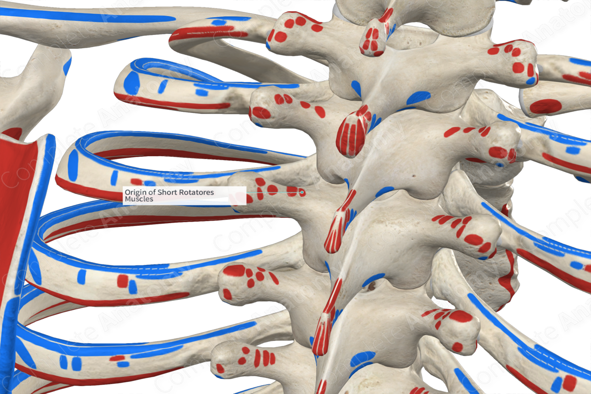 Origin of Short Rotatores Muscles