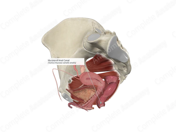 Mucosa of Anal Canal Complete Anatomy