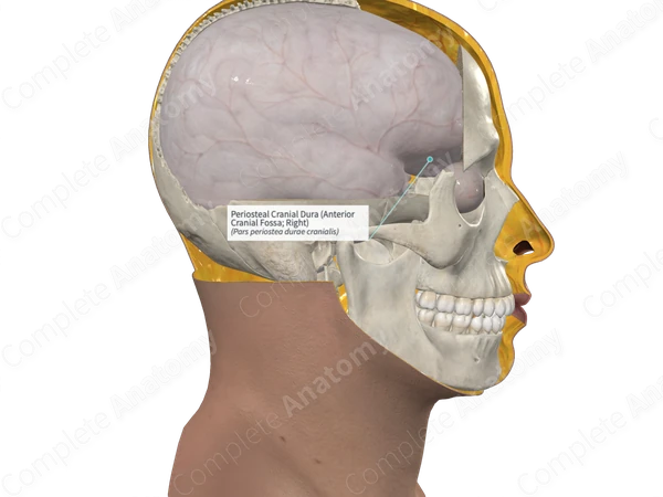 Periosteal Cranial Dura (Anterior Cranial Fossa; Left)