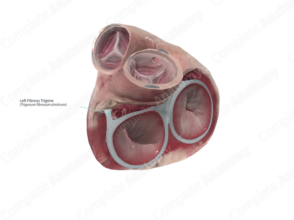 Left Fibrous Trigone