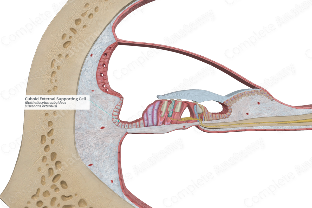 Cuboid External Supporting Cell