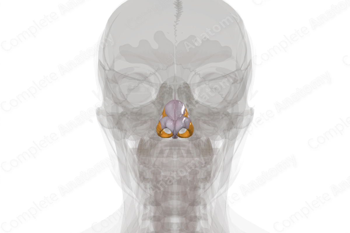 Nasal Cartilages