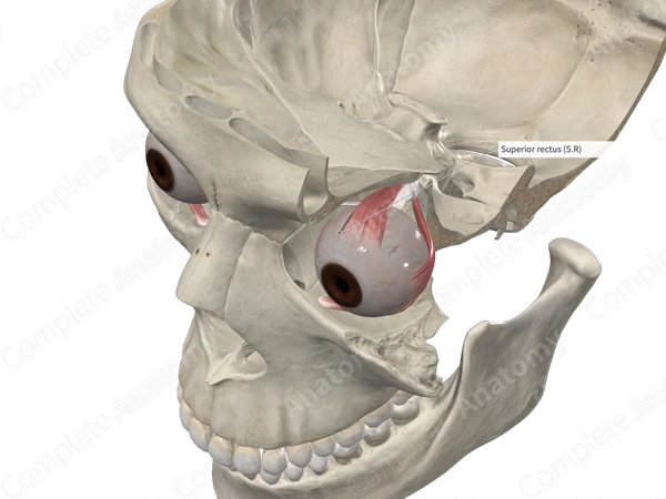 Superior Rectus Muscle 