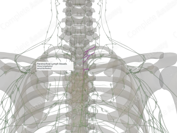 Paratracheal Lymph Vessels (Left)