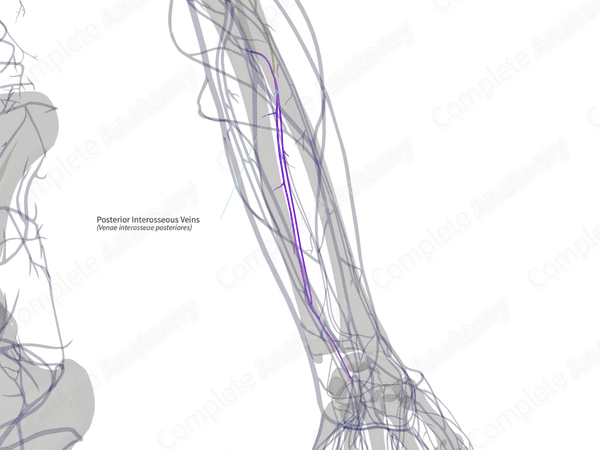 Posterior Interosseous Veins (Left)