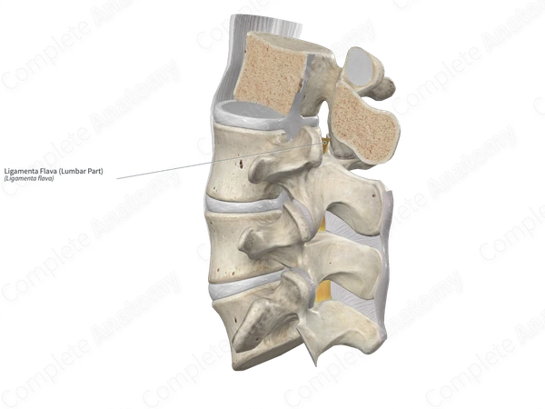 Ligamenta Flava (Lumbar Part)