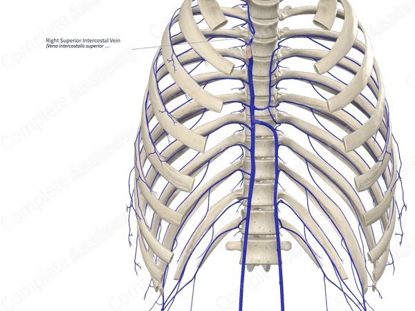 Right Superior Intercostal Vein