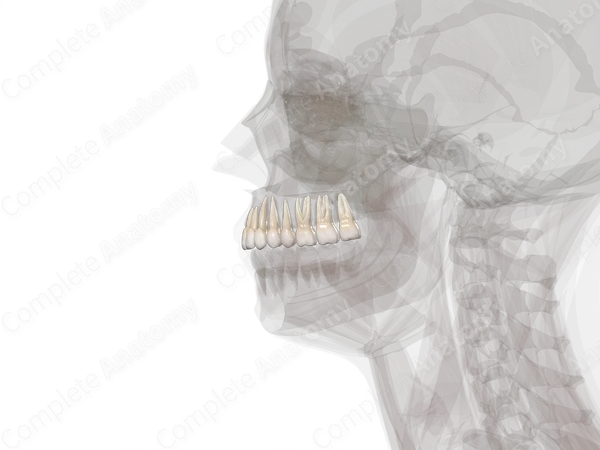 Maxillary Dental Arch (Left Quadrant)