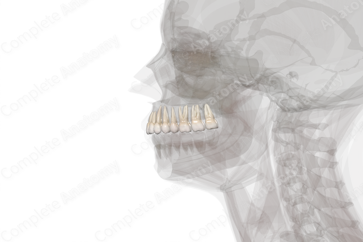 Maxillary Dental Arch (Left Quadrant)