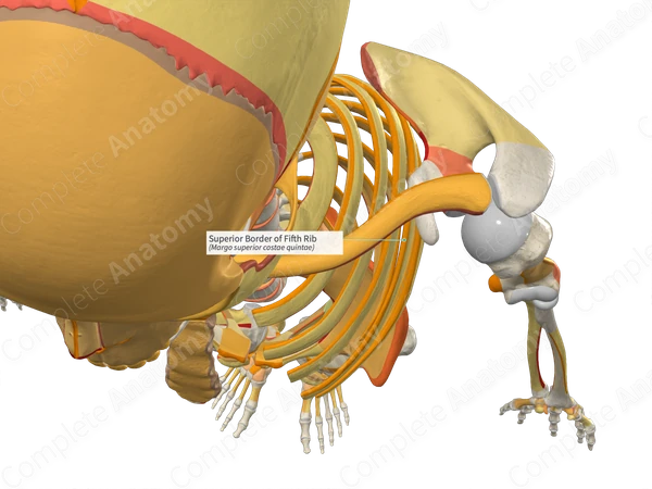 Superior Border of Fifth Rib | Complete Anatomy