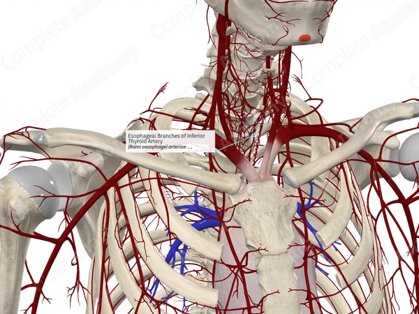 Esophageal Branches of Inferior Thyroid Artery