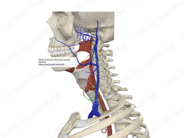 Deep Anterior Cervical Lymph Vessels 