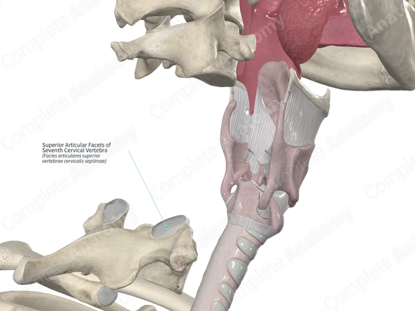 Superior Articular Facets of Seventh Cervical Vertebra