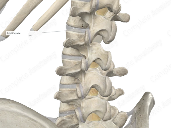 Articular Capsule of Zygapophyseal Joint (Lumbar Part; Left)