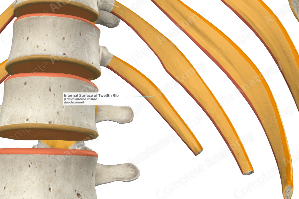 Internal Surface of Twelfth Rib | Complete Anatomy