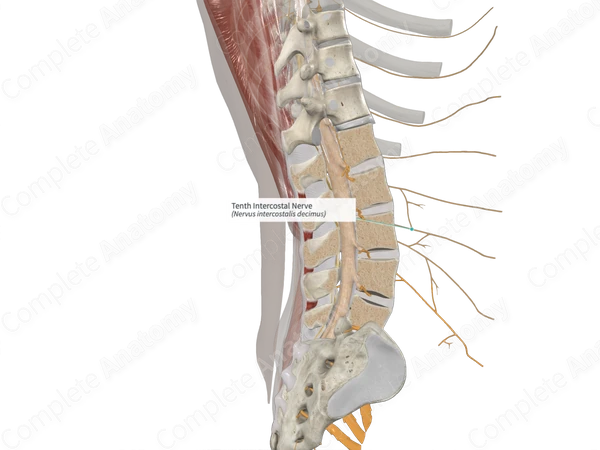 Tenth Intercostal Nerve