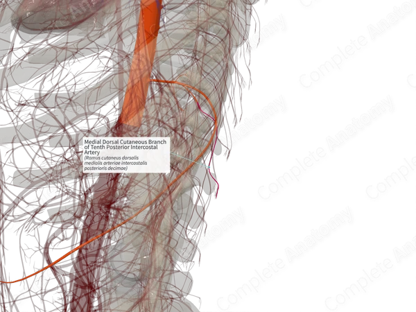 Medial Dorsal Cutaneous Branch of Tenth Posterior Intercostal Artery (Right)
