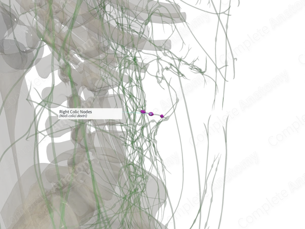 Right Colic Nodes