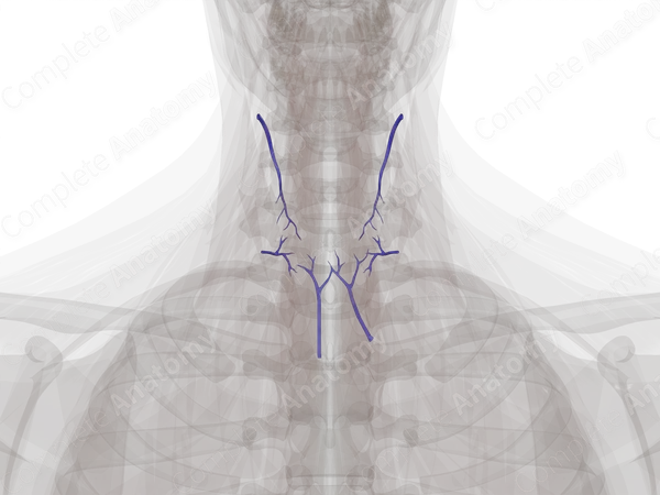 Veins of Thyroid Gland