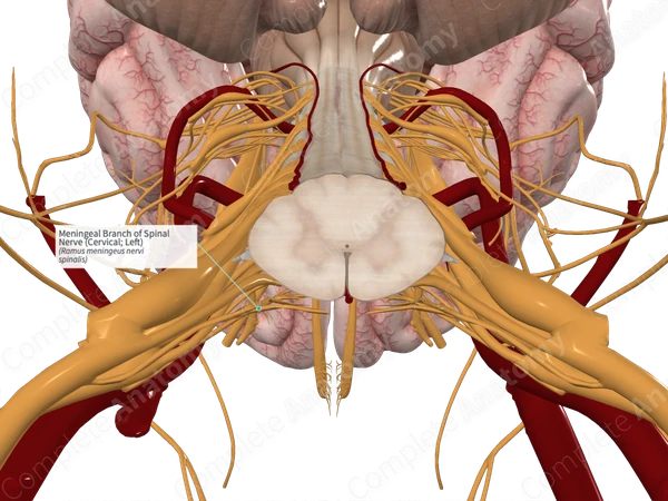 Meningeal Branch of Spinal Nerve (Cervical; Left)