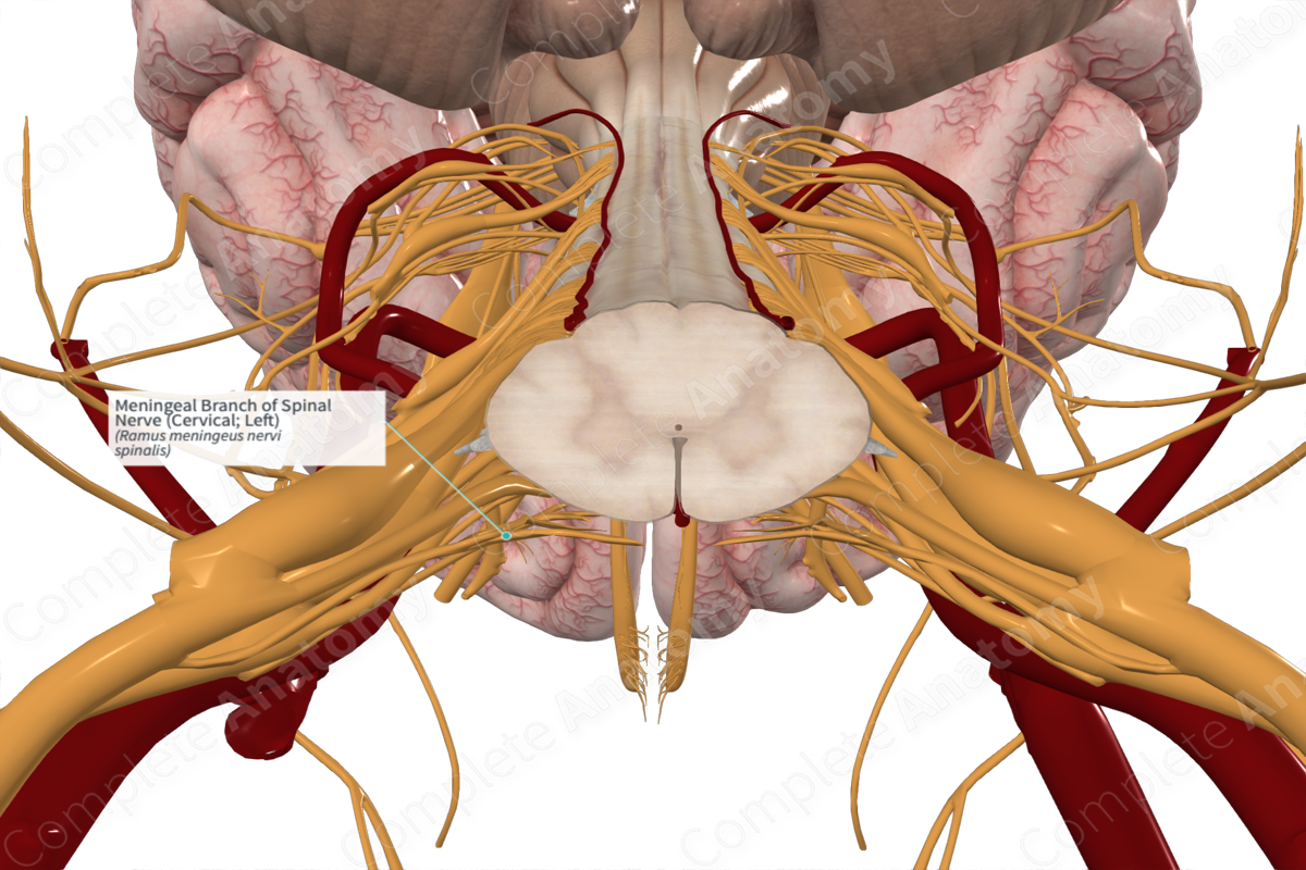 Meningeal Branch of Spinal Nerve (Cervical; Left)