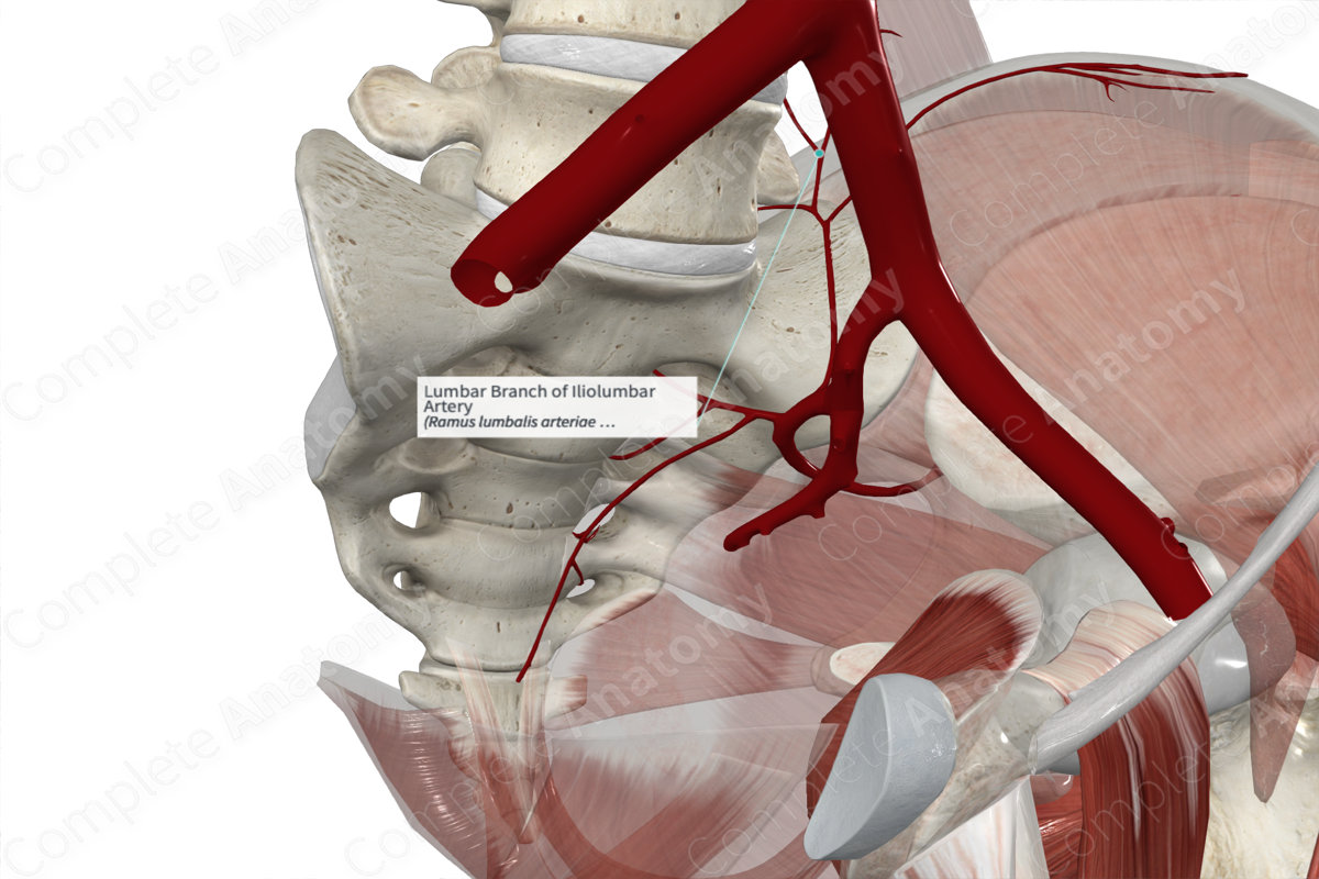 Lumbar Branch of Iliolumbar Artery 