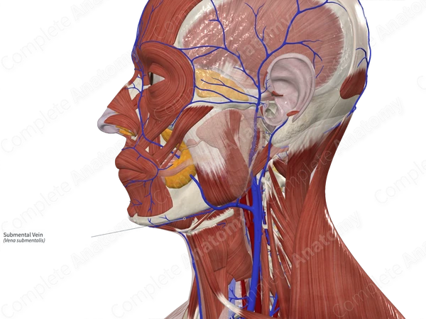 Submental Vein