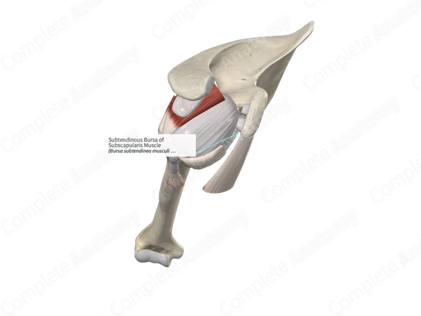 Subtendinous Bursa of Subscapularis Muscle 