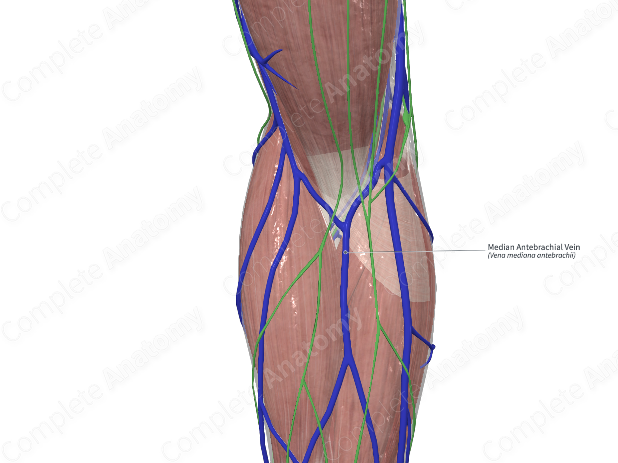 median antebrachial vein