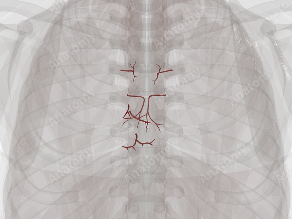 Arteries of Mediastinum