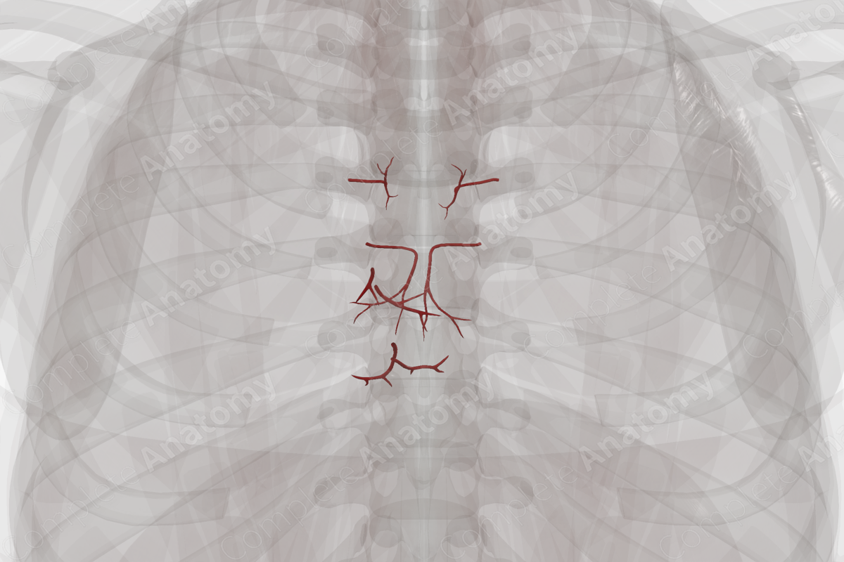 Arteries of Mediastinum