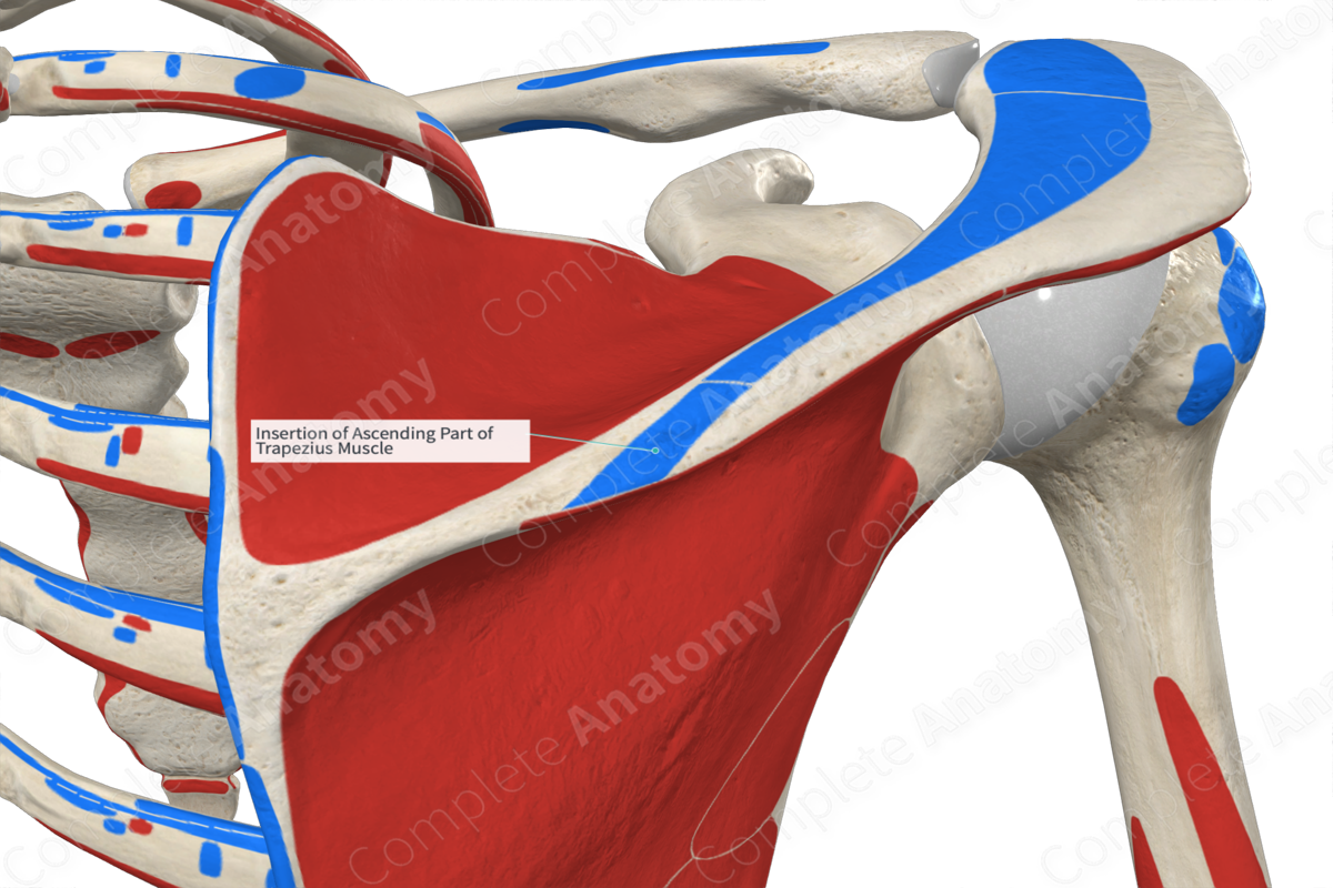 Insertion of Ascending Part of Trapezius Muscle