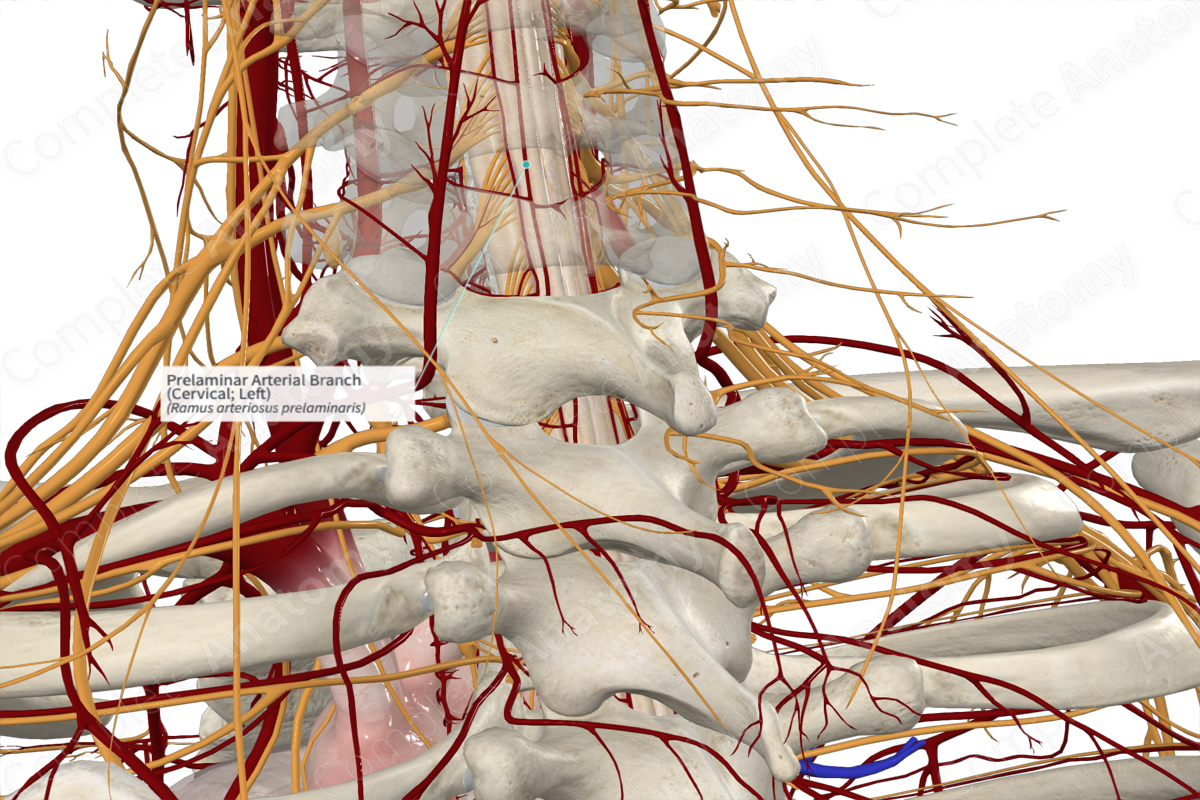 Prelaminar Arterial Branch (Cervical; Left)
