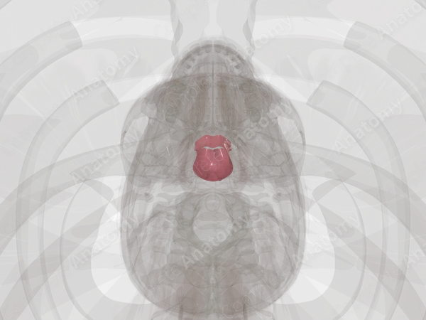 Nasopharynx