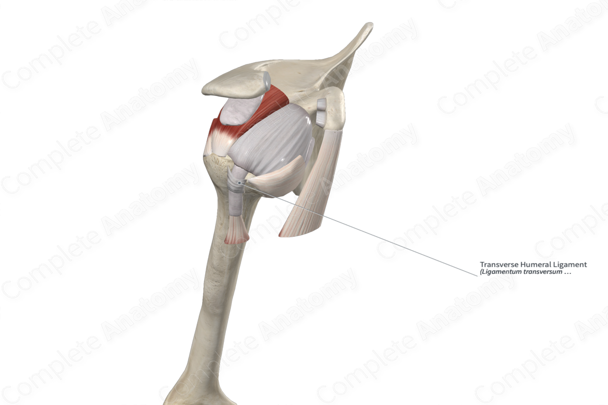 Transverse Humeral Ligament 