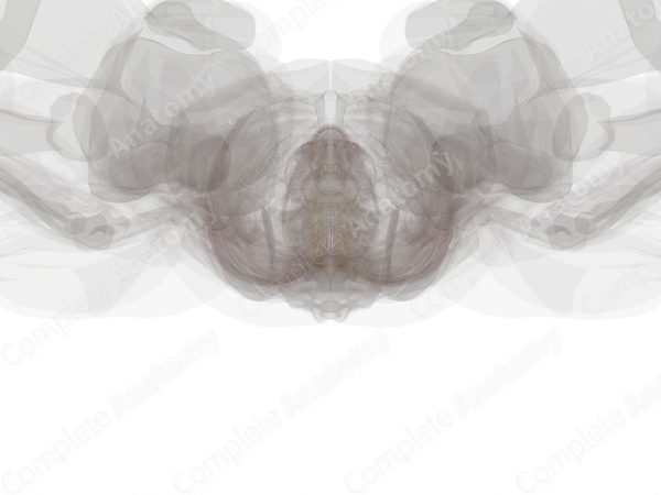 Anterior Spinal Veins
