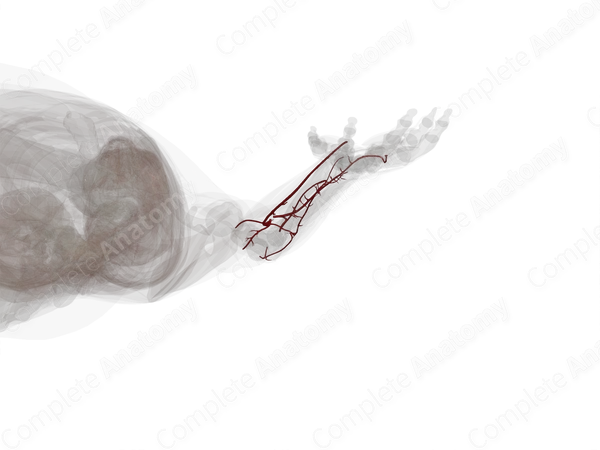 Arteries of Forearm (Left)