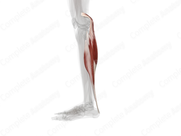 Triceps Surae Muscle (Left)