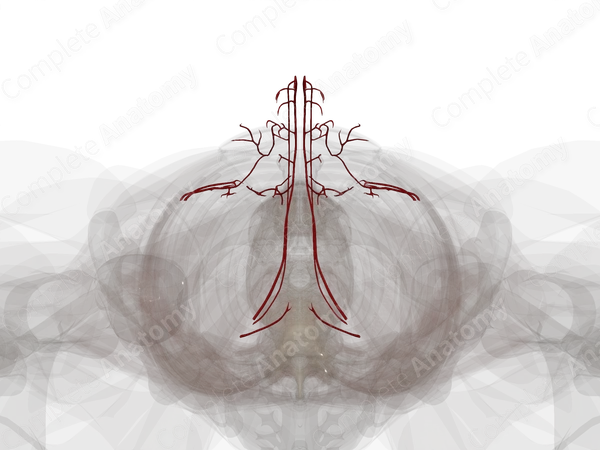 Arteries of Male External Genitalia