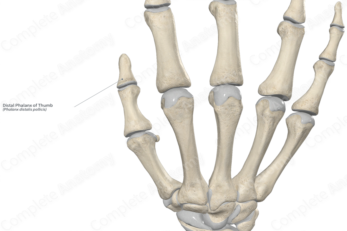 Distal Phalanx of Thumb 