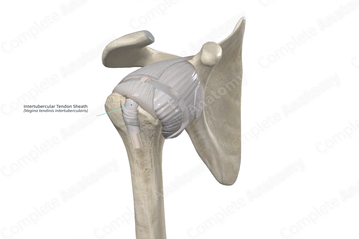 Intertubercular Tendon Sheath Complete Anatomy
