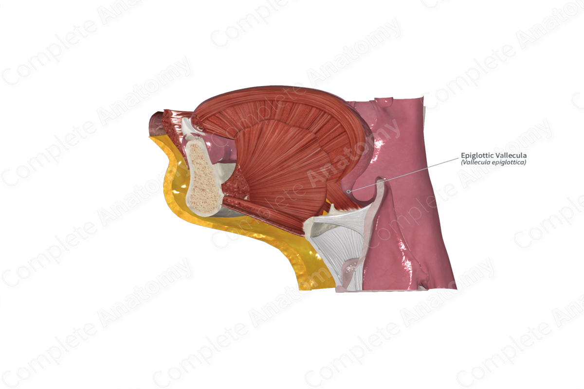 Epiglottic Vallecula 