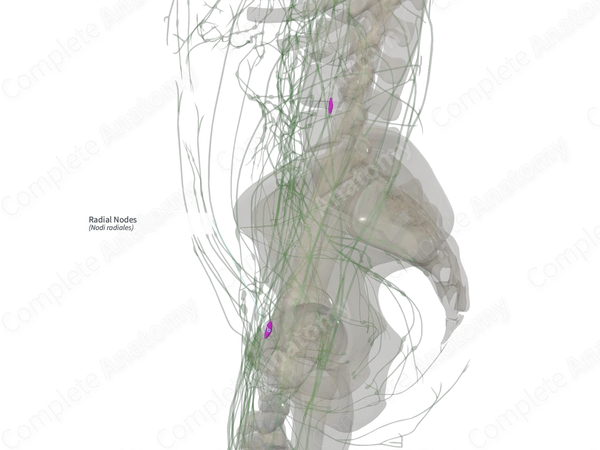 Radial Nodes (Left)