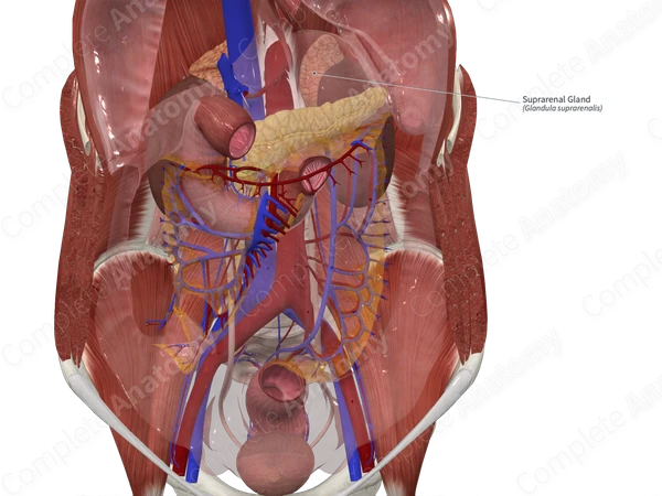 Suprarenal Gland 