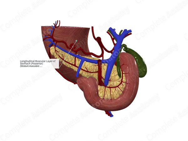 Longitudinal Muscular Layer of Stomach (Posterior)