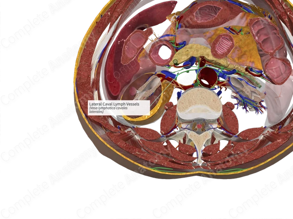 Lateral Caval Lymph Vessels