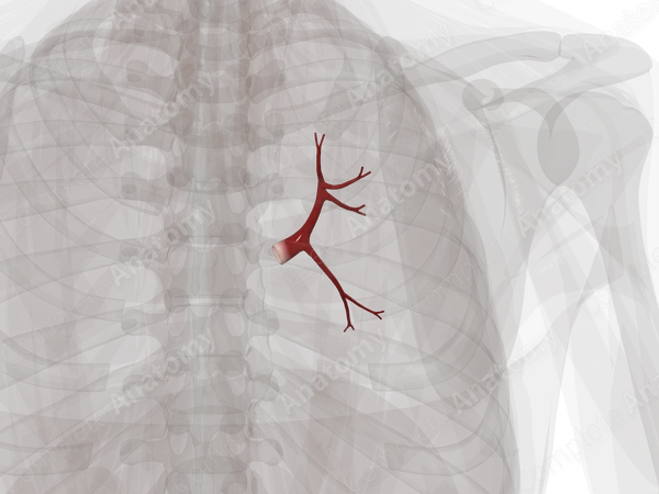 Pulmonary Veins of Superior and Middle Lobes of Right Lung