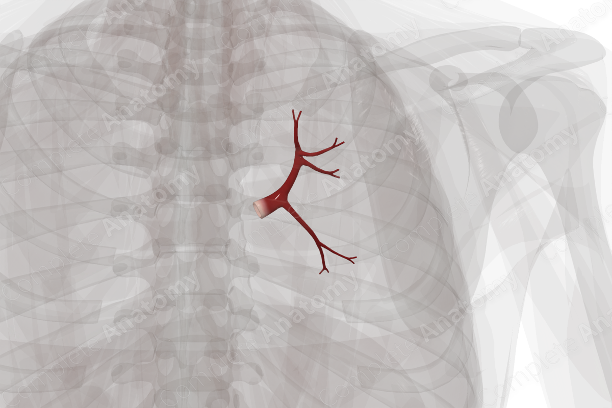 Pulmonary Veins of Superior and Middle Lobes of Right Lung