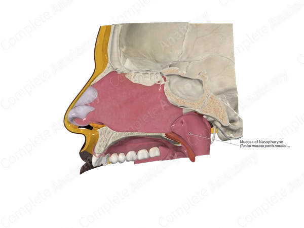 Mucosa of Nasopharynx